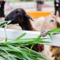 探索足球的无限魅力 - 世界杯竞猜